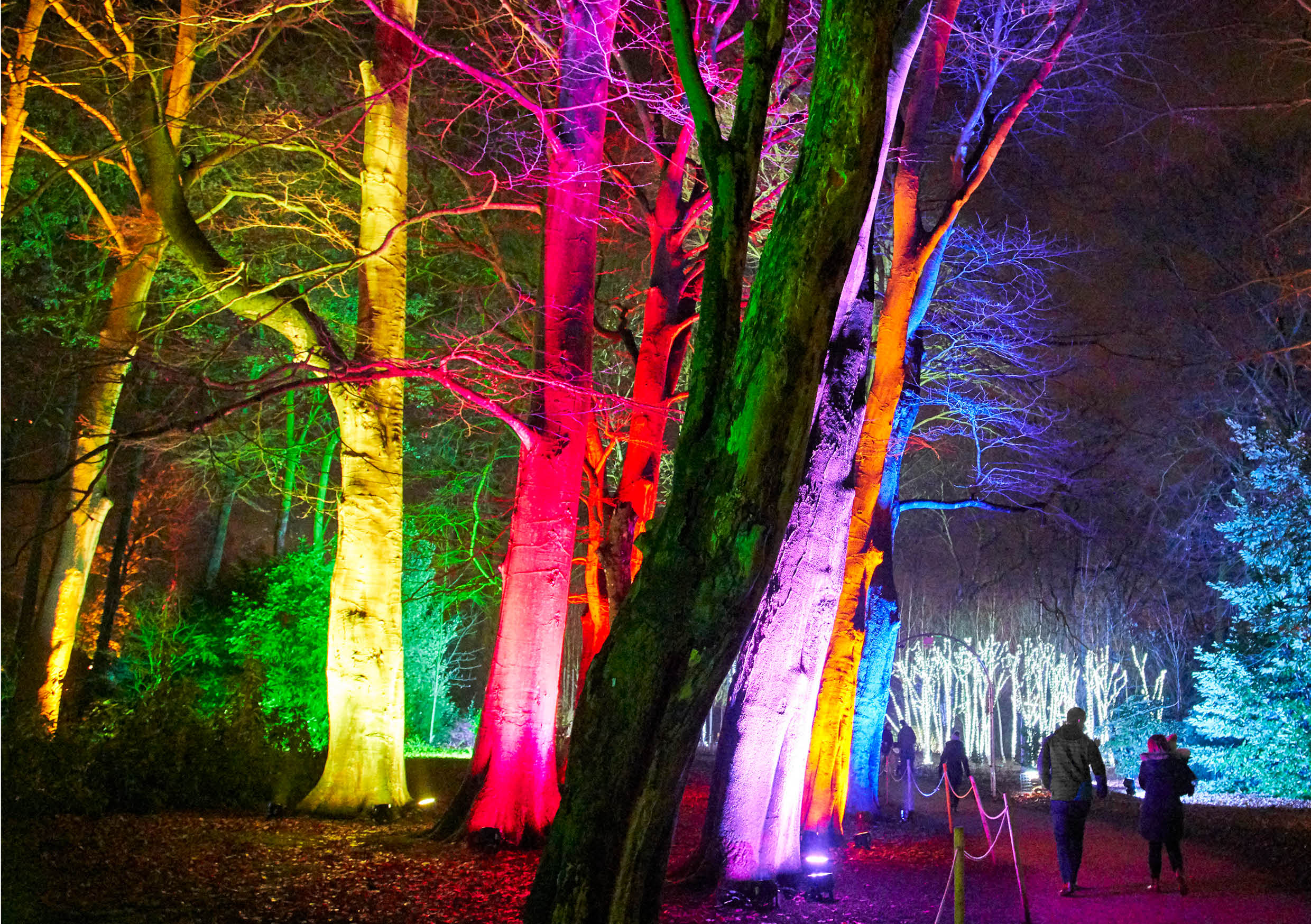 Christmas at Blenheim Palace 2020_Illuminated Trees